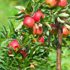 Apfelernte, Obstplantage, gesundes Obst - 66210266