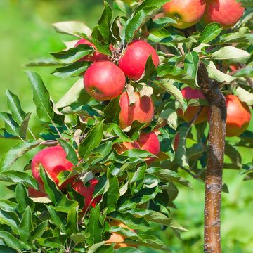 Apfelernte, Obstplantage, gesundes Obst