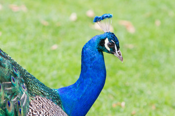 Fototapeta premium Portrait of an Indian peafowl