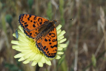 Obraz premium Red-band Fritillary, Melitaea didyma