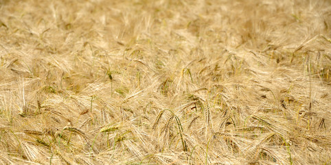 Wheat field