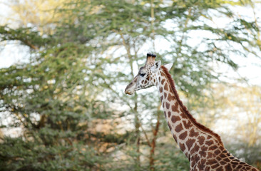 Portrait of beautiful Giraffe