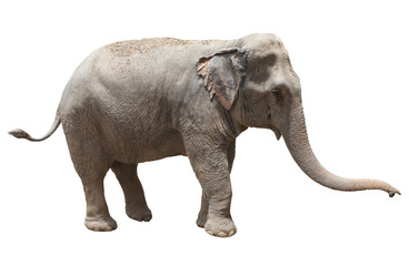 Fototapeta premium side view of asian elephant playing isolated white background us