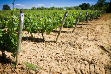 Grapevines in spring