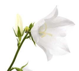 Obraz premium Bellflower