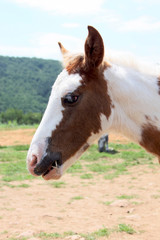 Obraz premium Picture of a cute little foal
