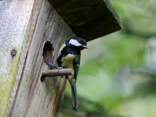 Kohlmeise am Vogelhäuschen