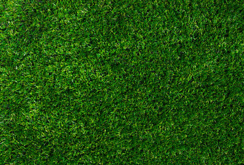Obraz premium green lawn