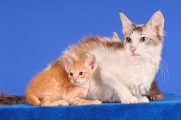 Fototapeta na wymiar LaPerm Katze Mutter mit Kind