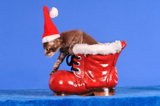 LaPerm Kätzchen Kitten mit Weihnachtsmütze und Stiefel