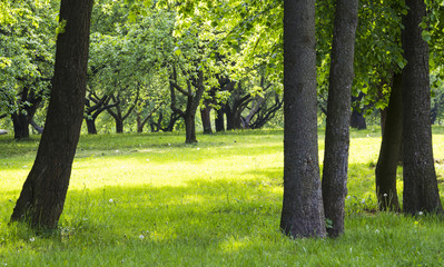 green lawn in city park