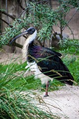 Straw necked ibis
