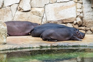 Hippopotamus