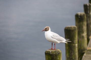 Black-headed gull (Chroicocephalus ridibundus) perching on pole