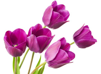 purple tulips isolated on white background - 66215806