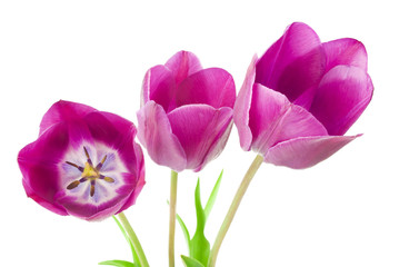 purple tulips isolated on white background