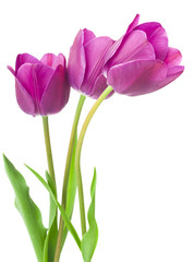 Obraz premium fioletowe tulipany na białym tle