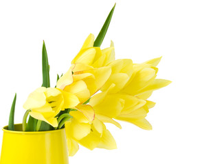 Yellow tulips on white background