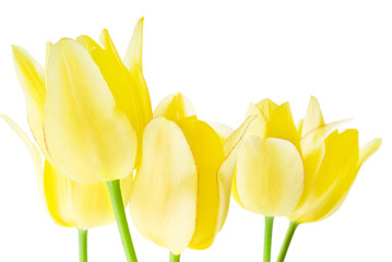 Spring bouquet of yellow tulips