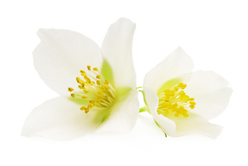 jasmine white flower isolated on white background