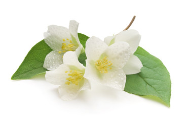 jasmine white flower isolated on white background