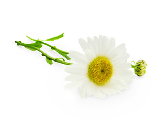 Fototapeta na wymiar Beautiful daisy isolated on white background