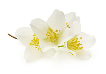 jasmine white flower isolated on white background