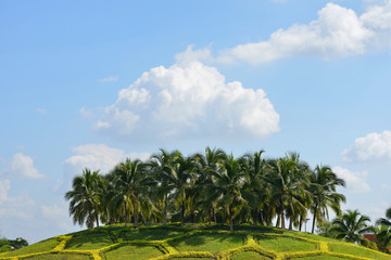 Fototapeta premium Coconut palm trees under blue sky