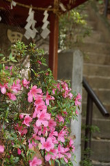 伏見田尻稲荷神社　つつじの咲く季節