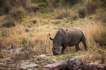 Obraz premium Rhino