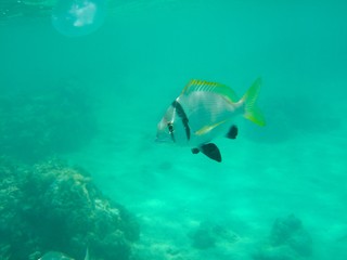 Underwater fish in Sea