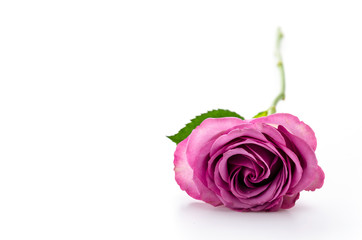 Pink rose isolated on white