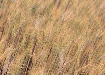 barley field of agriculture rural scene