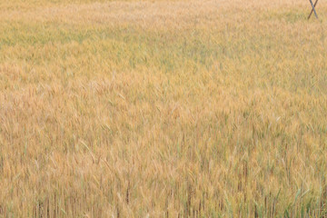 Obraz premium barley field of agriculture rural scene