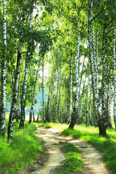 Fototapeta forest birch