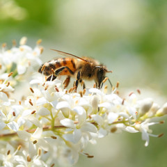 Panele Szklane Podświetlane  pszczoła na kwiatku
