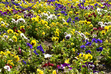 abundance of pansies