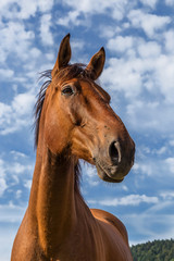 cheval brun