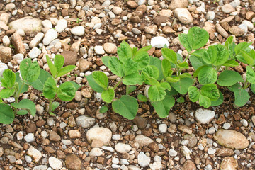 campo di soia_ campagna