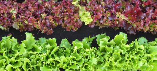 garden bed of lettuce