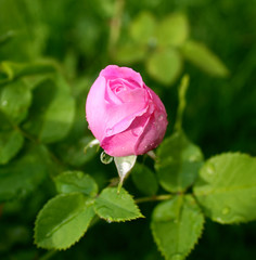 rose with drops of dew