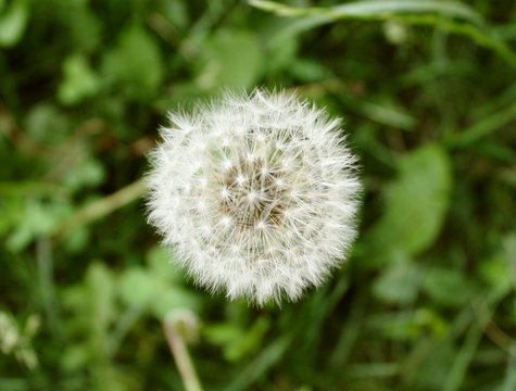 Fototapeta dandelion