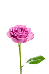 Pink rose isolated on white