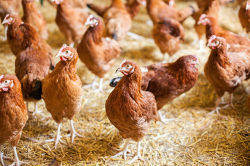 Chickens on the farm, free range farming - obrazy, fototapety, plakaty