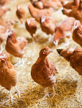 Chickens on the farm, free range farming