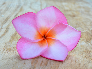 colorful plumeria flower