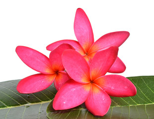 colorful plumeria flower