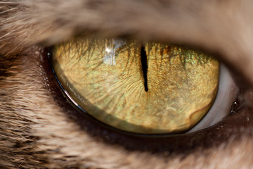 cat eye © pkproject