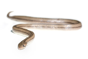 Close up snake on white background isolated