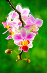 orchid flower